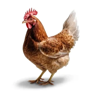 Where is the chicken