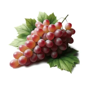 Where are the grapes