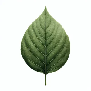 Where is the leaf